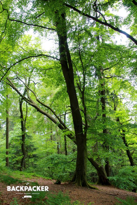 Dichte Wälder und alte Bäume – Optische Leckerbissen wie diese findet der offenäugige Wanderer im Teutoburger Wald zuhauf.