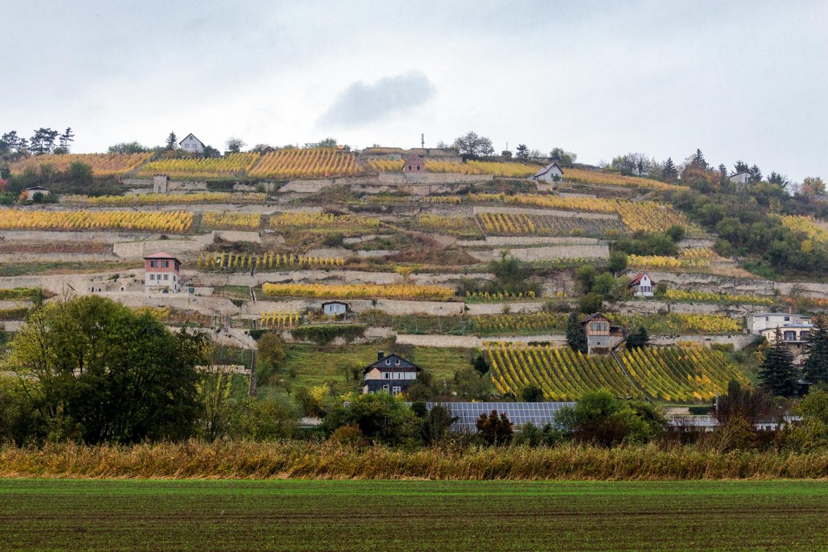Bis zum letzten Quadratmeter ausgenutzt sind die Weinhänge an der Unstrut im Triasland bei Freyburg