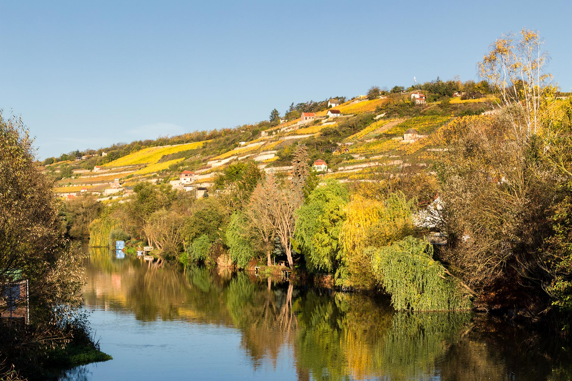 Herbstliches Farbspiel an den Weinhängen bei Freyburg auf dem Weg nach Naumburg