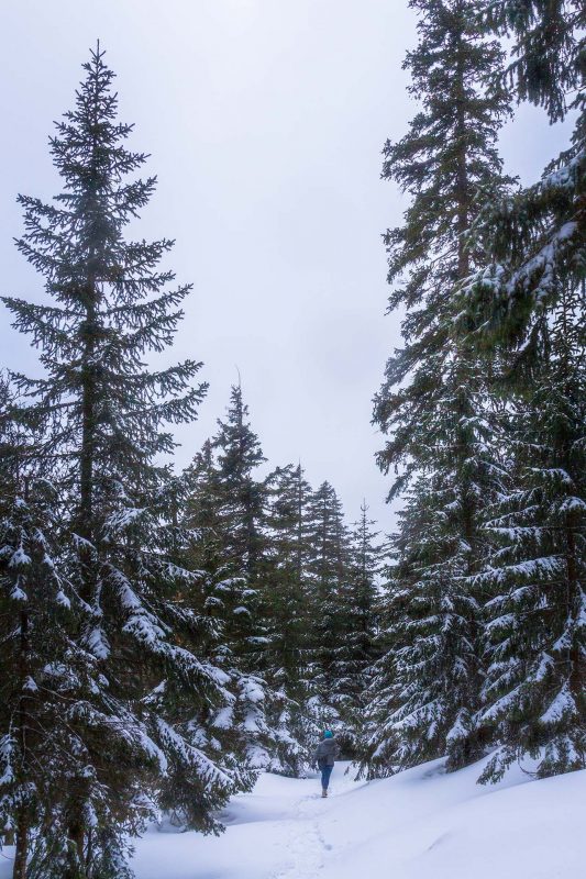 Tief verschneite Wälder und zugefrorene Bäche – im Riesengebirge sind die Winter hart.