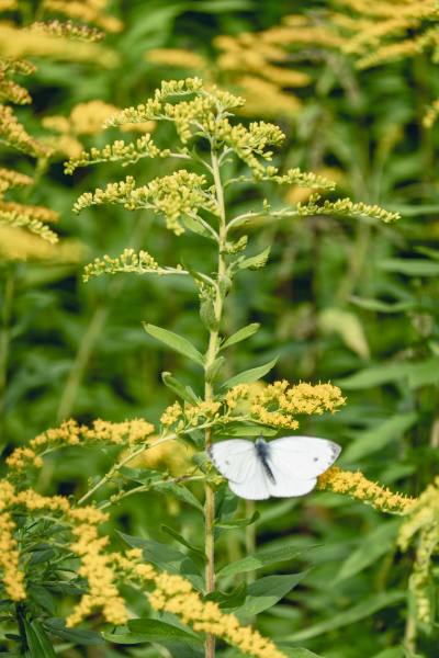 2023_tB_66-Seenweg-2_18