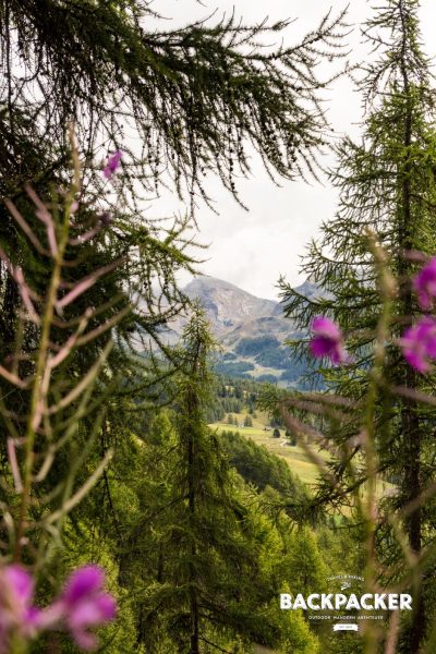 Durch Bäume und Gestrüpp ein schneller Blick zum Colle Pinter.
