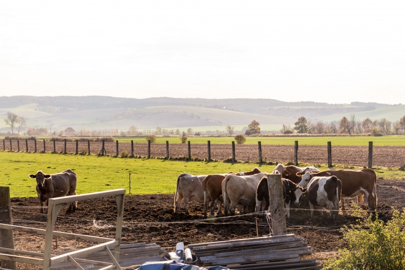 Kühe grasen in den letzten wärmenden Sonnenstrahlen des Jahres