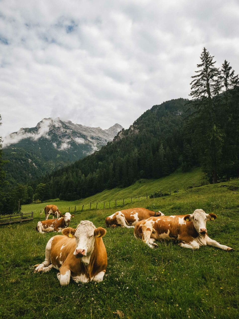 So früh am Morgen sind selbst die Kühe noch zu faul fürs Grasen.