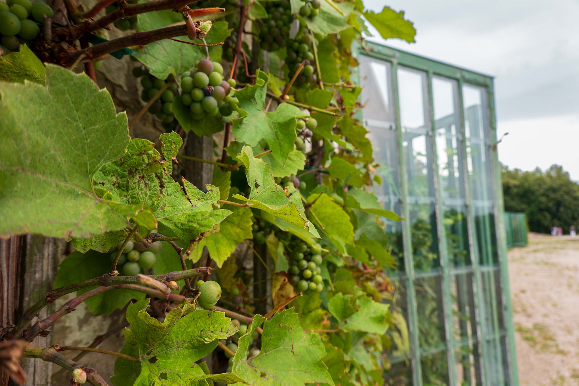 Der Wein an der Freitreppe von Schloss Sanssouci wächst und gedeiht