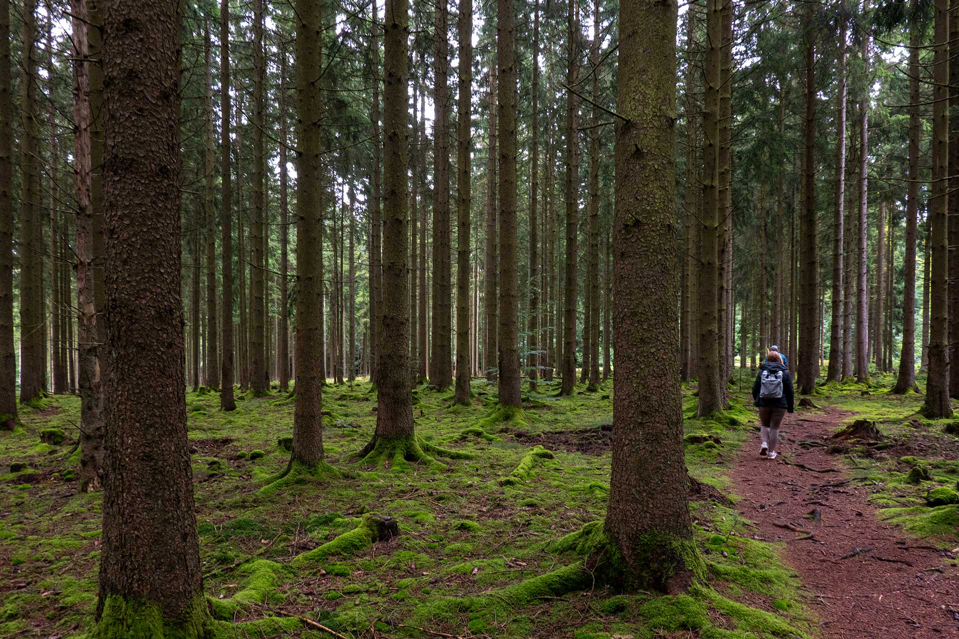Moosiger Boden, schmale Pfade: Die Traumschleife „Kirschweiler Festung“ entführt in die Natur