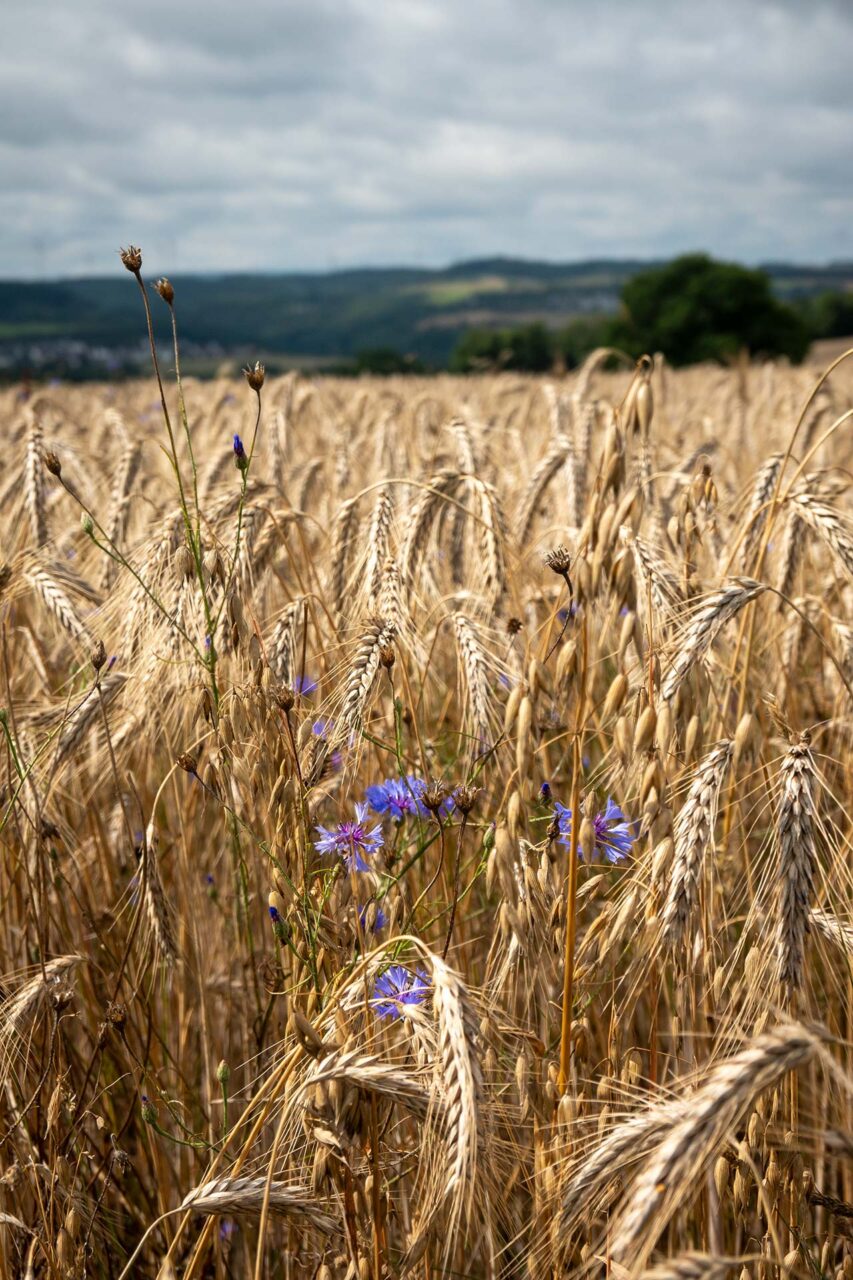Reif steht das Korn auf den Feldern und wiegen sich Kornblumen im Schatten der Ähren