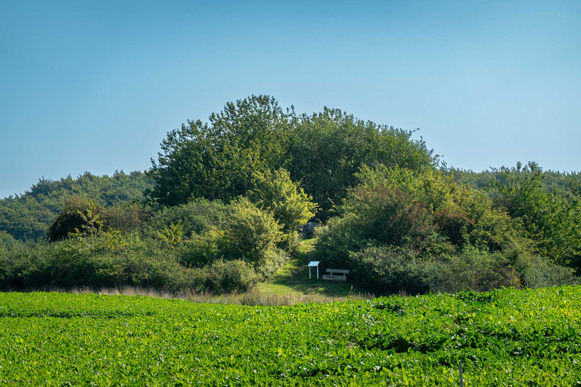 Etwas abseits der Straße gelegen: das Großsteingrab von Nipmerow