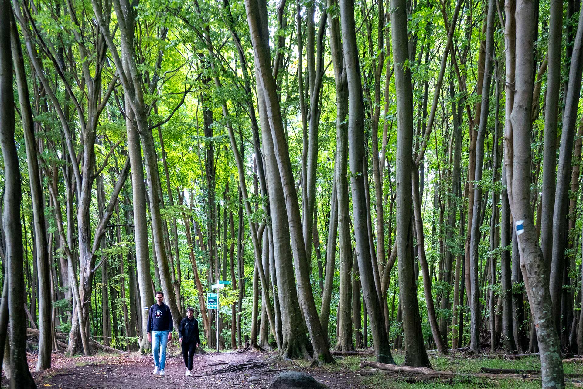 Durch dichten Buchenwald im Nationalpark Jasmund auf der Insel Rügen