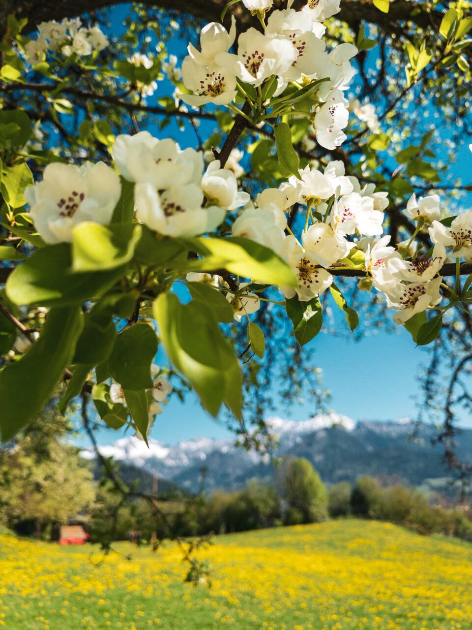 Frühling im Nationalpark Gesäuse