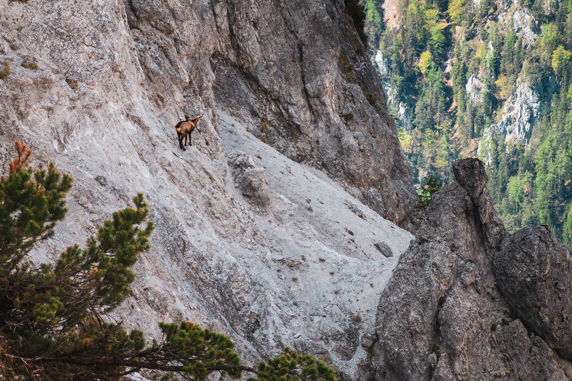 Von einem Gamsbock begleitet geht es durch die schmale Gsengscharte hinauf zur Haindlkarhütte