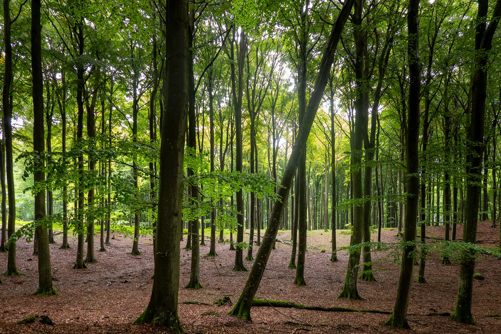 Dichter Buchenwald im Nationalpark Jasmund