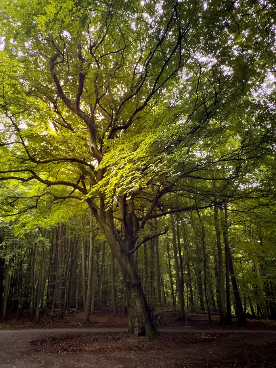 <span>Mystisch schön:</span> Alte, großgewachsene Buchen im Nationalpark Jasmund