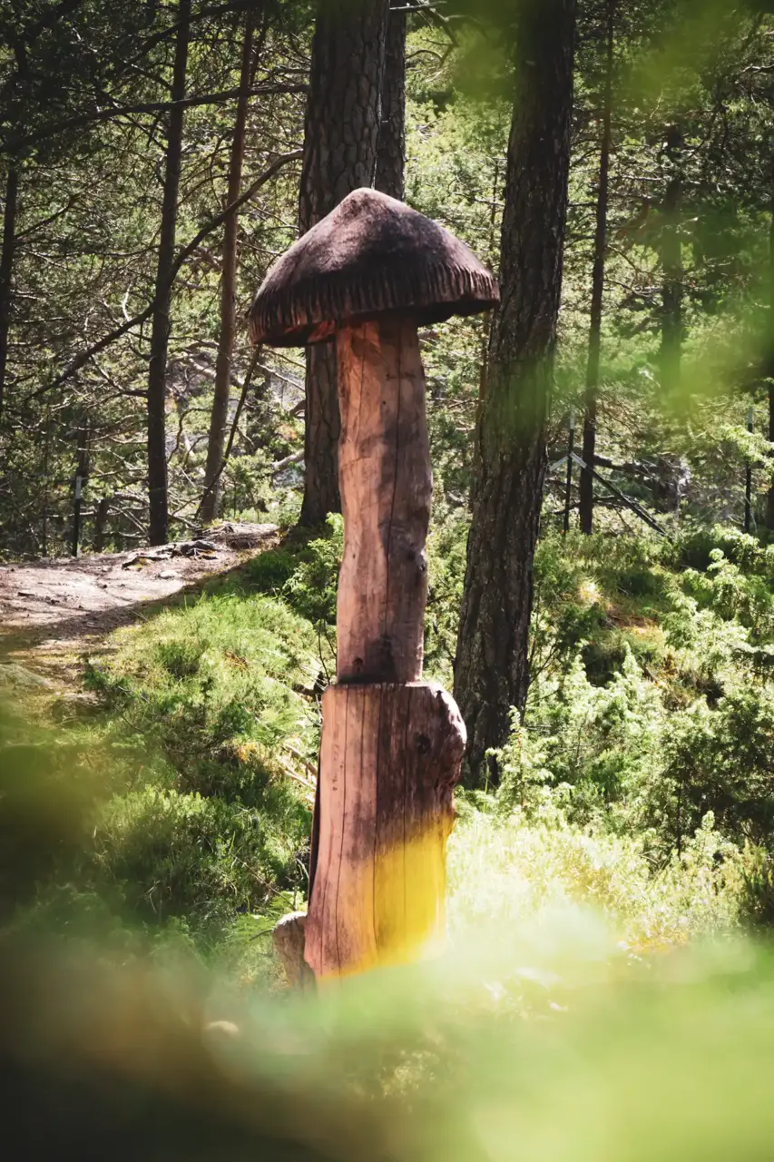 Ganz viel Wissen über Pilze gibt es auf dem Pilzlehrpfad bei Hochimst